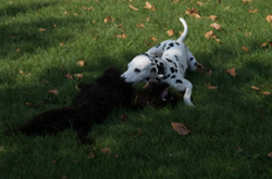 0_d8576_6d598be3_orig.png