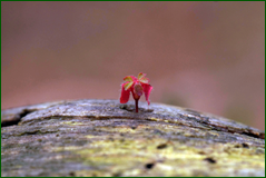 0_103874_fd71e423_orig.png