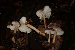 0_d95f1_78960283_orig.png