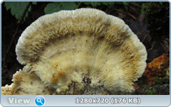 0_e94d6_1c7376cb_orig.png