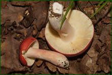 0_e6519_cd58a449_orig.png