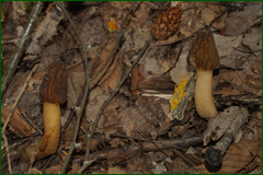0_e3034_45a82f01_orig.png