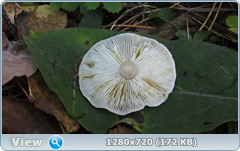 0_1133f2_1ba190f8_orig.png