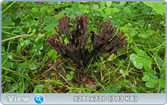 0_11085f_455fe14b_orig.png