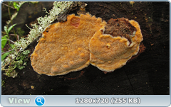 0_fc257_ef863351_orig.png