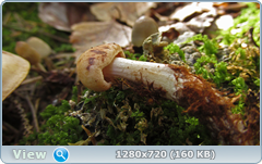 0_112b14_ec53d813_orig.png