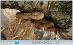 0_102028_2828b26a_orig.png