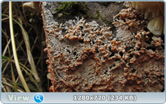 0_10387b_de0806e0_orig.png