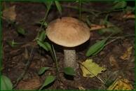 0_eb357_98026e5_orig.jpg