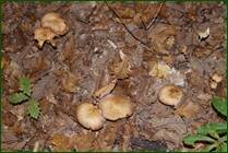0_ef805_c8989571_orig.jpg