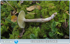 0_11306f_d2f5e0a2_orig.png