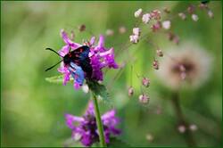 0_147495_3b2c4c79_orig.jpg