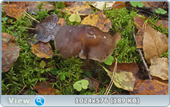 0_12dc86_44d5770c_orig.png