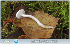 0_12dcbb_a2e643fb_orig.png