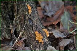 0_15329b_dd08438b_orig.jpg