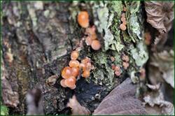0_1532a1_96e510b1_orig.jpg
