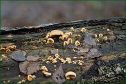 0_1532d3_7abc8748_orig.jpg