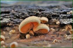 0_1532d9_7f315ac8_orig.jpg