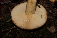 0_e58ea_66e7246_orig.png