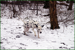 0_1062ac_397afa6d_orig.png