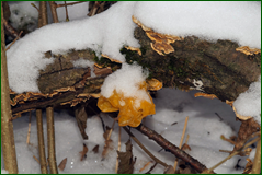 0_1062e2_3cd3bb59_orig.png