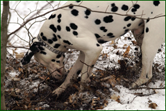 0_1062f4_f24b747a_orig.png