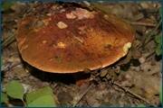 0_d323e_2c7d2c55_orig.jpg
