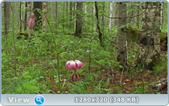 0_e6a3c_55946e70_orig.png