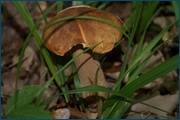 0_d0c85_2639a52_orig.jpg