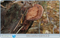 0_f5674_11b97ff2_orig.png