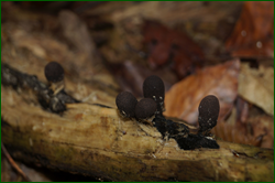 0_d9493_d0997338_orig.png