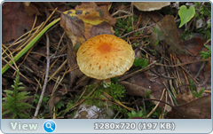 0_11333e_81d89137_orig.png