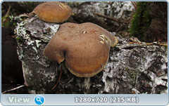 0_114cc5_e1e8285_orig.png