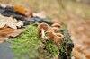 0_438fc_f2865924_XS.jpg