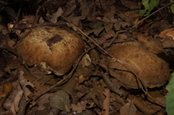 0_d887c_82b93074_orig.png