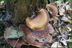 0_c2850_7468256f_orig.jpg