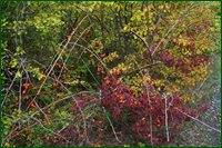 0_c1a15_26494109_orig.jpg