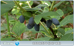 0_e786f_9658630c_orig.png