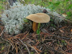 0_9ec8d_5481670a_M.jpg