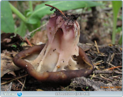 0_e85b9_d5b06370_orig.png