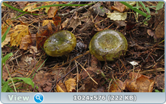 0_11fcbb_36b5aabe_orig.png
