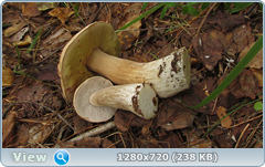 0_10f275_31451ec5_orig.png
