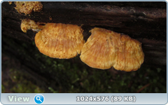 0_1276f4_25582ca5_orig.png