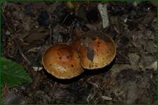0_f6aa7_f0548855_orig.jpg