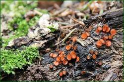 0_125ded_58845123_orig.jpg