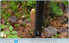 0_1105e3_50fa7720_orig.png