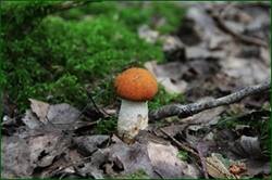 0_127df4_c3009c38_orig.jpg