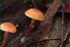 0_10239b_c4e3e11d_orig.jpg