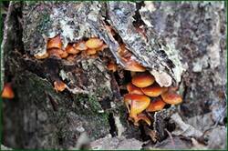 0_152729_3bf40995_orig.jpg