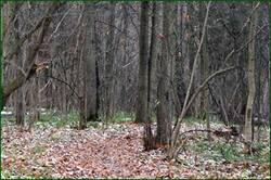 0_152735_49b1fdce_orig.jpg